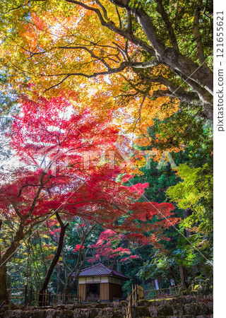 Shohoji Temple Blood Maple Garden Narutaniyama Shohoji Temple Famous for autumn leaves Inabe City Mie Prefecture 121655621