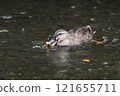 Long-tailed duck bathing 121655711