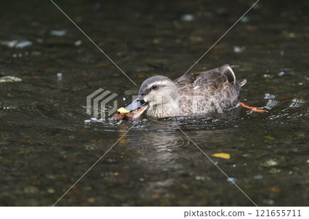 Long-tailed duck bathing 121655711