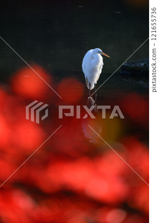 Little Egret Standing by the River 121655736