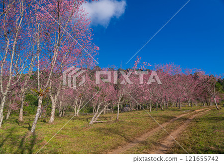 Cherry Blossom Branches Against Blue Sky Cherry Blossom Branches Against Blue Sky 121655742
