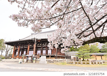 Konkai-Komyoji Temple, cherry blossoms blooming, spring scenery, Kyoto City 121655754