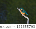 Kingfisher aiming for prey 121655793