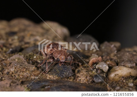 Living creatures, insects, black-banded leaf beetle, the long front legs and the sense of bracing are characteristic of monkey leaf beetles 121655856