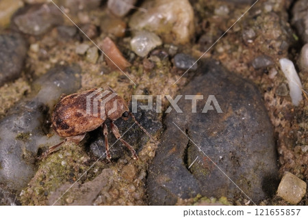 Living creatures, insects, black-striped leaf beetles, in a November grove. Coarse hairs cover the whole body. 121655857