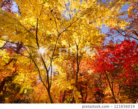 Yellow-leaved maple tree 121656019