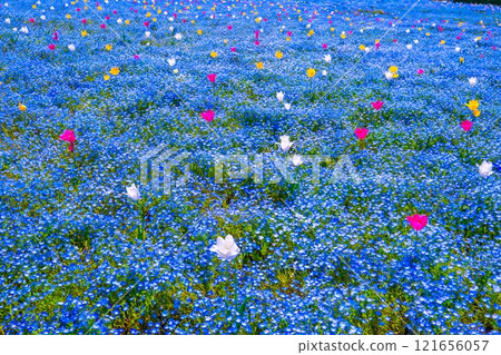 大阪舞島海濱公園的粉蝶與鬱金香 大阪舞島海濱公園的粉蝶與鬱金香 121656057