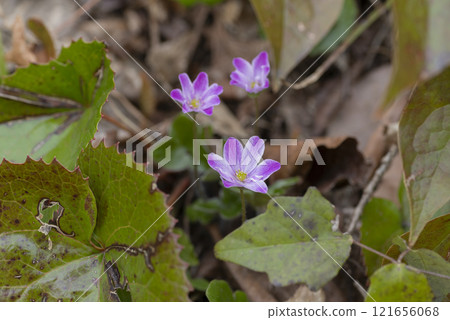Snowgrass flower 121656068