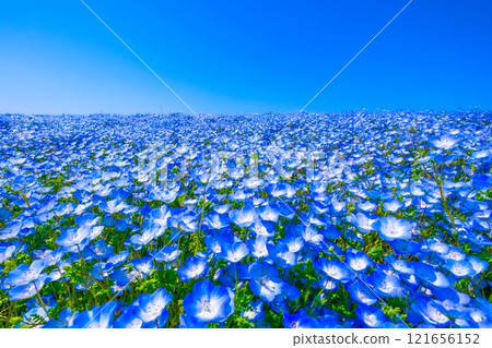 Nemophila at Osaka Maishima Seaside Park 121656152