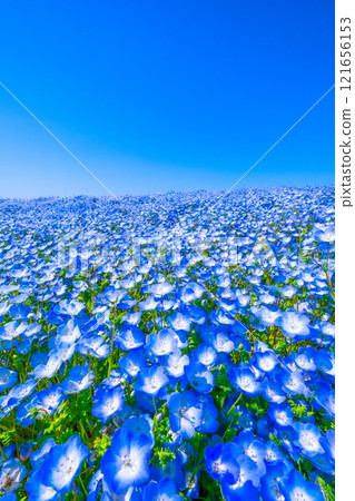 大阪舞島海濱公園的 Nemophila 121656153