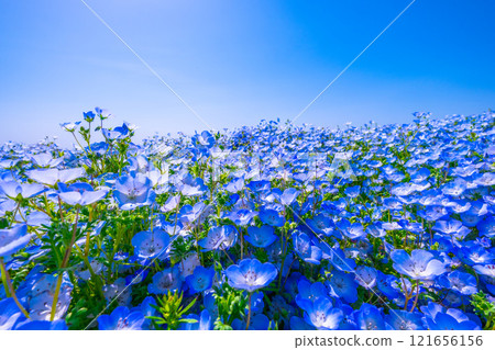 Nemophila at Osaka Maishima Seaside Park 121656156