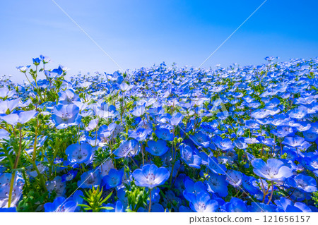 Nemophila at Osaka Maishima Seaside Park 121656157