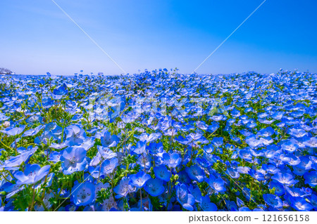 大阪舞島海濱公園的 Nemophila 大阪舞島海濱公園的 Nemophila 121656158