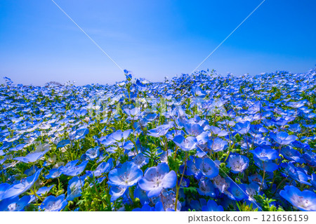 大阪舞島海濱公園的 Nemophila 大阪舞島海濱公園的 Nemophila 121656159