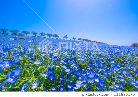 大阪舞島海濱公園的 Nemophila 121656179