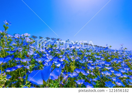Nemophila at Osaka Maishima Seaside Park Nemophila at Osaka Maishima Seaside Park 121656182