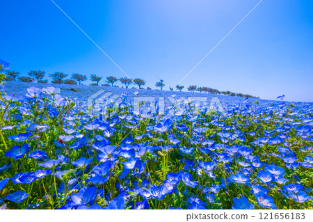 大阪舞島海濱公園的 Nemophila 大阪舞島海濱公園的 Nemophila 121656183