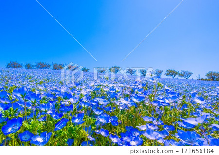 大阪舞島海濱公園的 Nemophila 大阪舞島海濱公園的 Nemophila 121656184