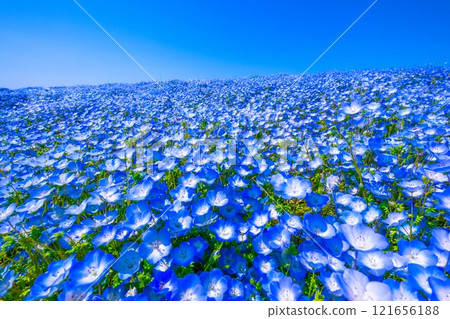 大阪舞島海濱公園的 Nemophila 大阪舞島海濱公園的 Nemophila 121656188