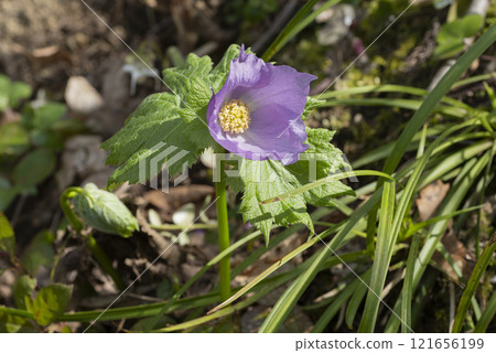 Flowers of Shirane aoi 121656199