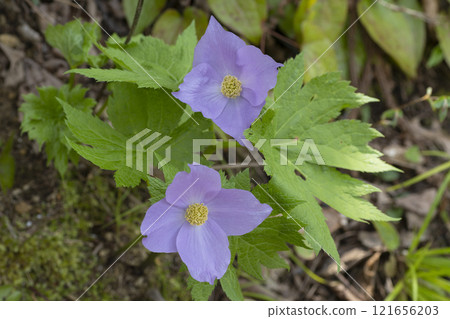 Shirane aoi的花朵 121656203