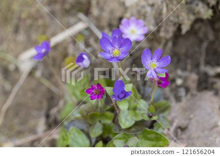 Snowgrass花 121656204