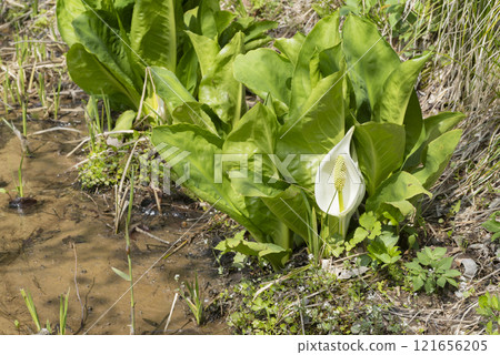 Mizubasho之花 121656205