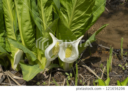 Mizubasho之花 121656206