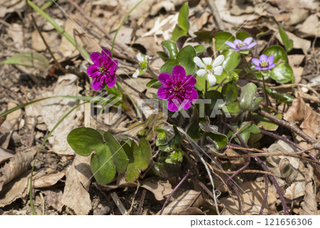Snowgrass花 Snowgrass花 121656306