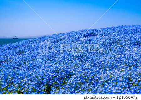Nemophila at Osaka Maishima Seaside Park 121656472