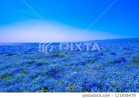 Nemophila at Osaka Maishima Seaside Park 121656479