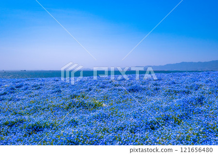 大阪舞島海濱公園的 Nemophila 121656480