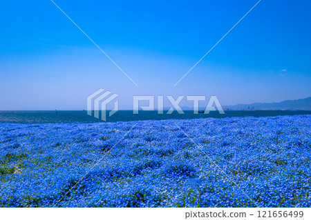 大阪舞島海濱公園的 Nemophila 121656499