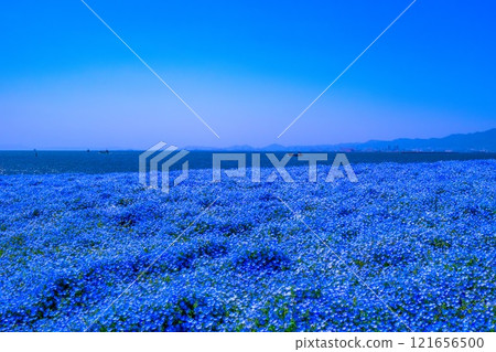 大阪舞島海濱公園的 Nemophila 121656500