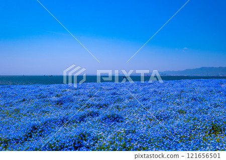 大阪舞島海濱公園的 Nemophila 大阪舞島海濱公園的 Nemophila 121656501