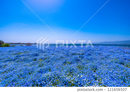 Nemophila at Osaka Maishima Seaside Park Nemophila at Osaka Maishima Seaside Park 121656507