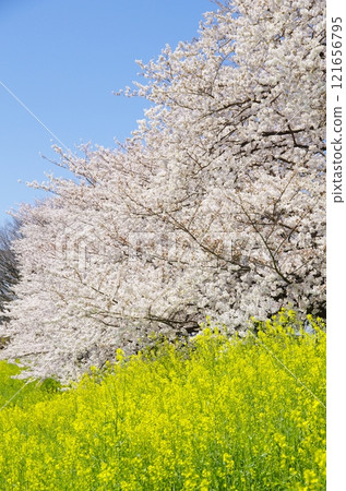 北越谷溪谷元荒川櫻岸的櫻花與油菜花 北越谷溪谷元荒川櫻岸的櫻花與油菜花 121656795