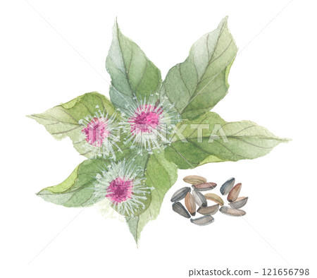 牛蒡花和牛蒡畫水彩 牛蒡花和牛蒡畫水彩 121656798