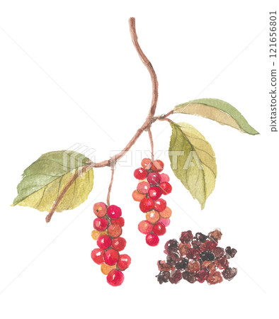 Watercolor painting of Schisandra chinensis 121656801