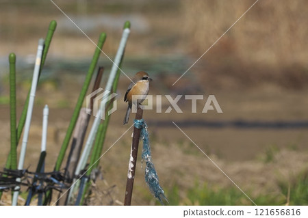 伯勞鳥,一種生活在村莊裡的野生鳥類 伯勞鳥,一種生活在村莊裡的野生鳥類 121656816