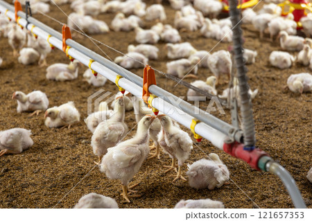Chickens Are Drinking Water In Close Farm, Temperature And Light Control 121657353