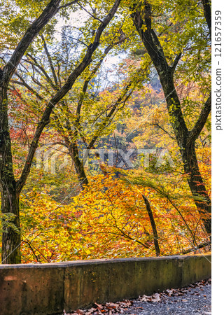 Yamanashi Prefecture Autumn leaves Shosenkyo Yamanashi Prefecture Autumn leaves Shosenkyo 121657359