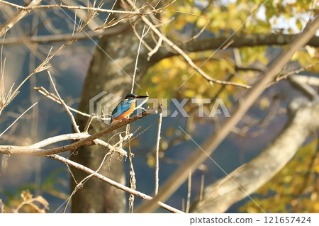棲息在枝杈的翠鳥 棲息在枝杈的翠鳥 121657424