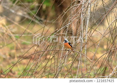 A Daurian chick perched on a tree branch 121657425
