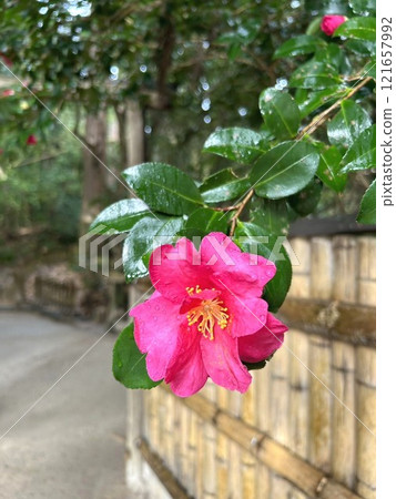 路邊盛開的粉紅色花朵 121657992