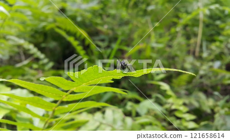 Black Carpenter Ant on Leaf 121658614