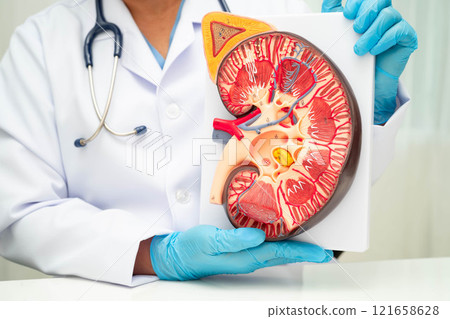 Chronic kidney disease, doctor with model for treatment urinary system, urology, Estimated glomerular filtration rate eGFR. 121658628