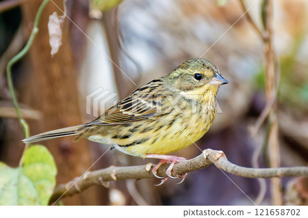 A female Japanese bush warbler perched on a branch 121658702