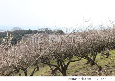 Tatsuno Plum Grove Festival Spring Season Plum 121658992