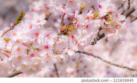 櫻花（柔焦） 121659045